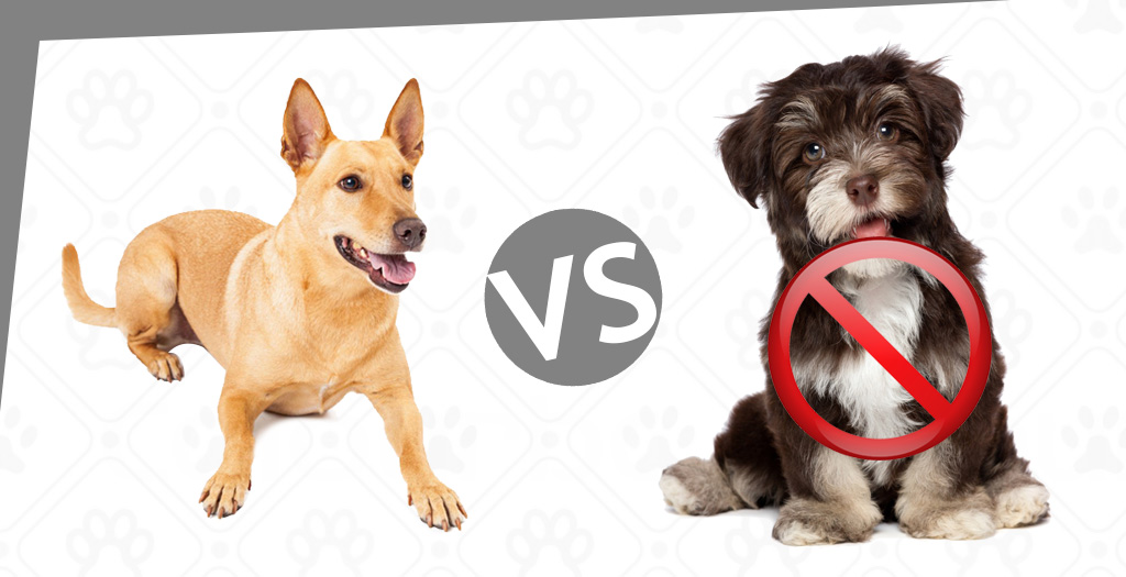 dog_ban2