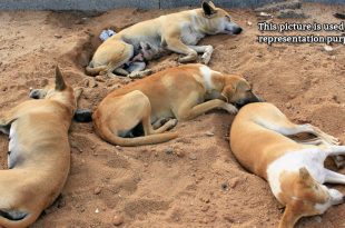dogs poisoned