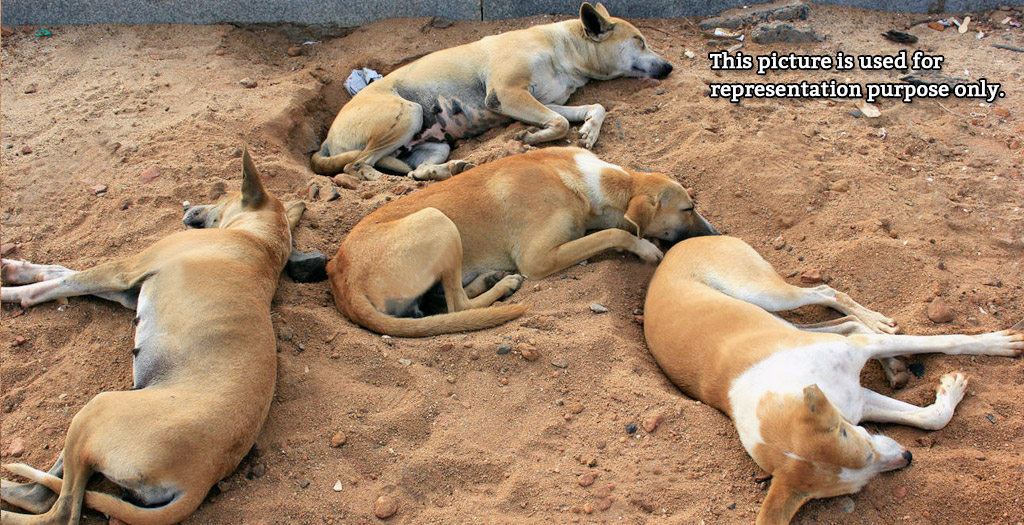 dogs poisoned