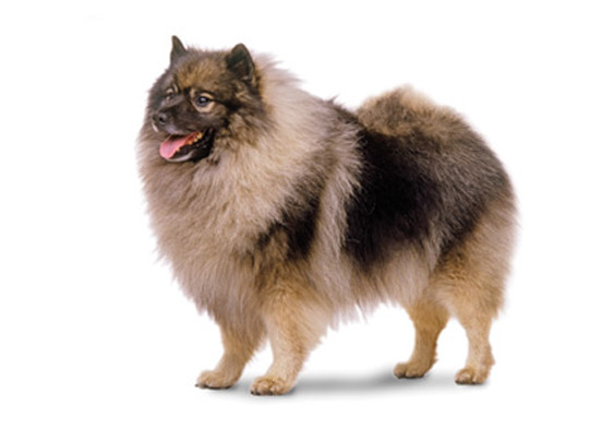 keeshond