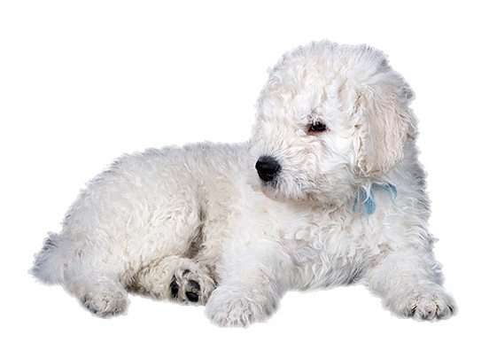 Komondor