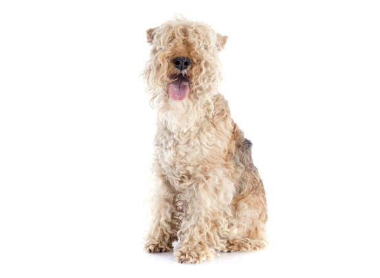 lakeland-terrier1
