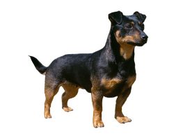 lancashire-heeler1