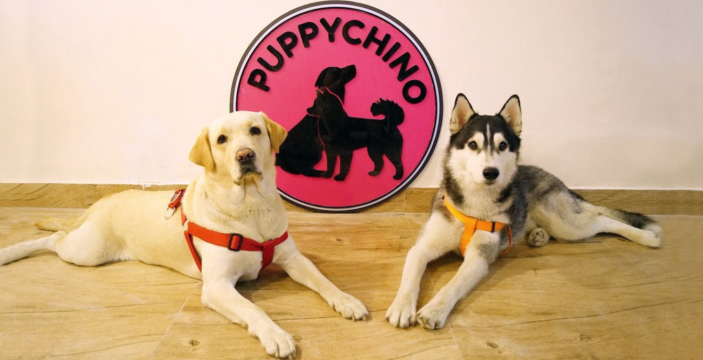 Puppychino | A Dog Café In Delhi | DogExpress