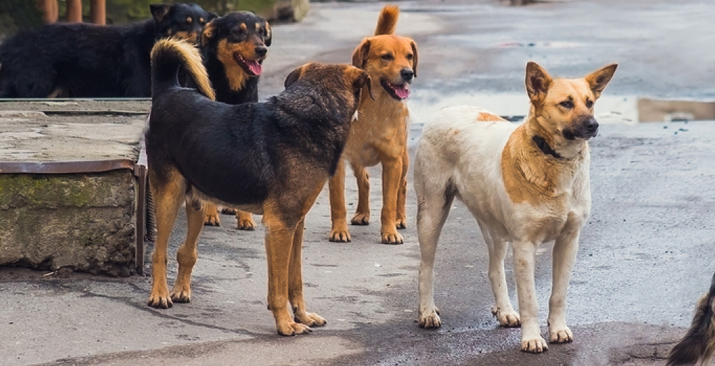 stray dog