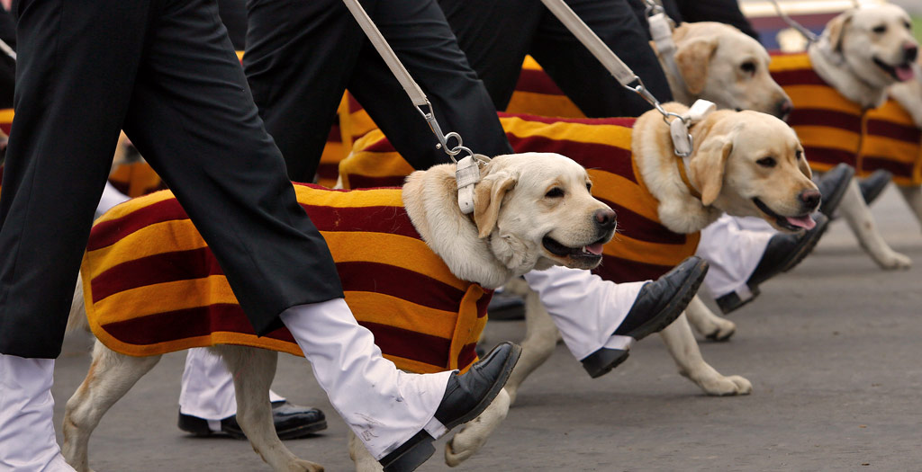 Dog_handler
