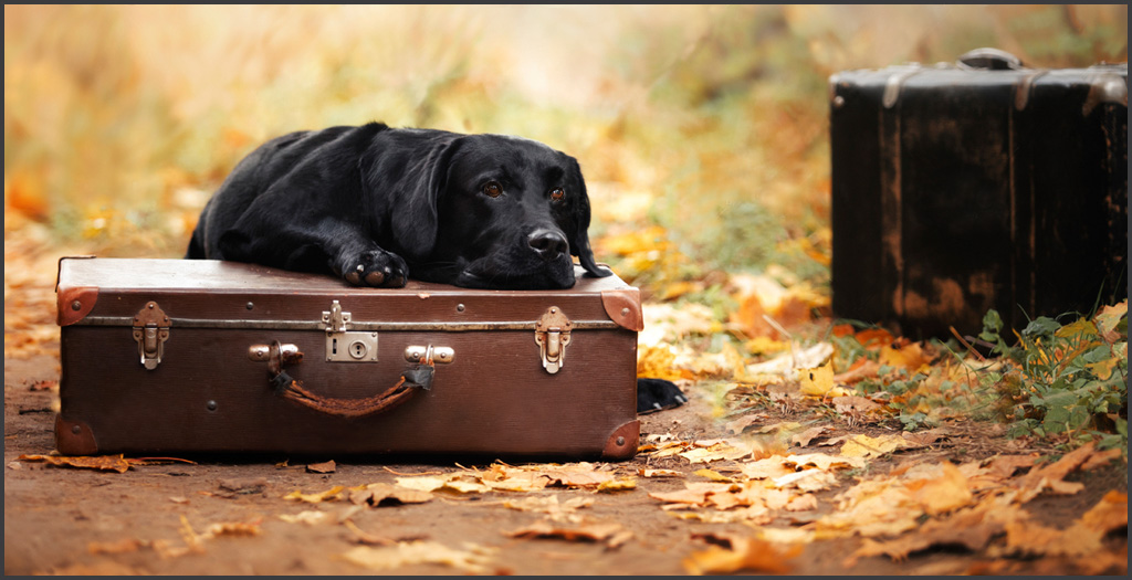 Dumping_dogs
