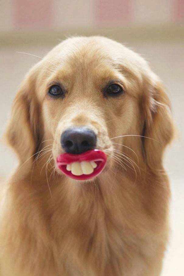 12 Funny Dogs Posing With Their Chew Toys | DogExpress