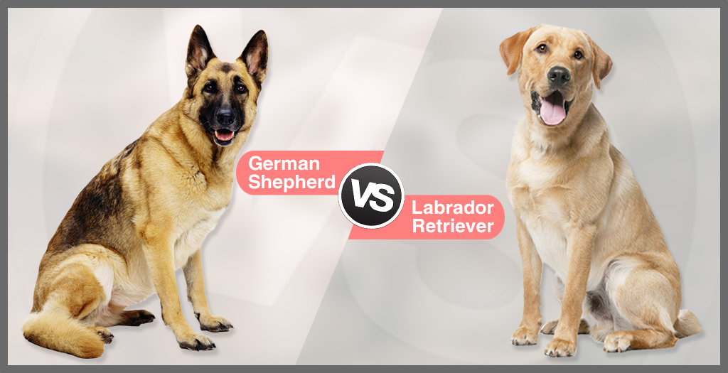 German Shepherd Vs Labrador Retriever Dogexpress