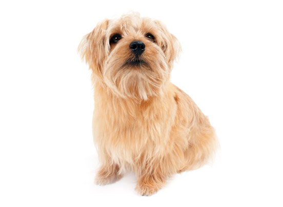 Norfolk Terrier Dogexpress