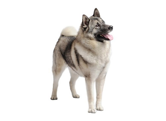 Norwegian Elkhound