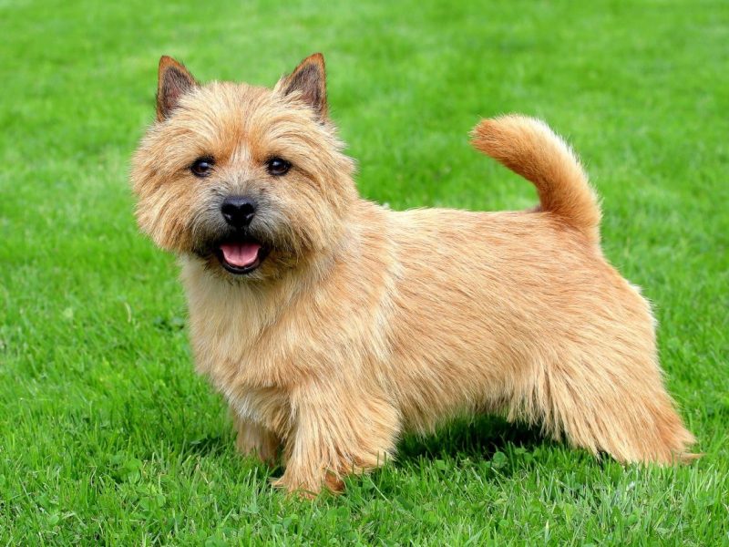 Norwich Terrier Dogexpress