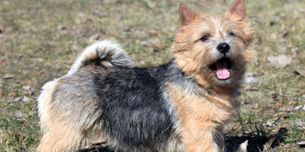 how much do norwich terriers cost