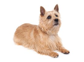 Norwich terrier1