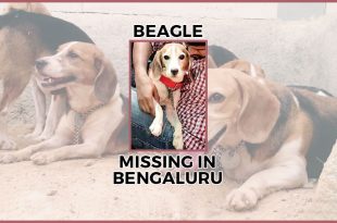 lost_beagle