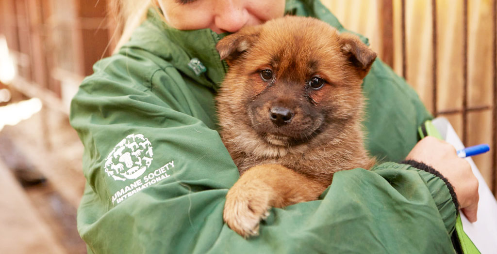 rescued_dog