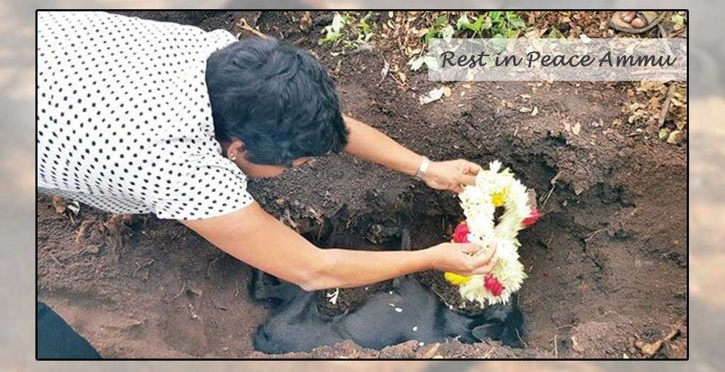Ammu