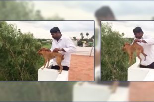 Man throws a dog from a roof
