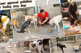 Guidelines For Feeding Stray Dogs