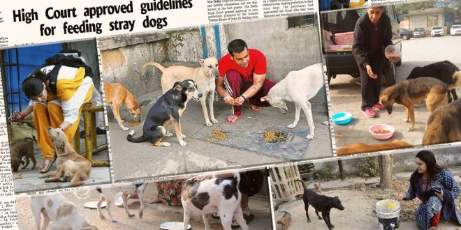 Guidelines For Feeding Stray Dogs