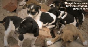 7 puppies rescued