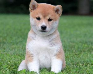 cute Shiba Inu dog