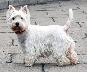 West Highland White Terrier 1