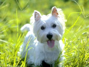 West Highland White Terrier 3