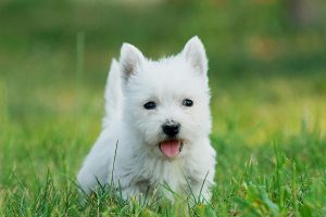 West Highland White Terrier 4
