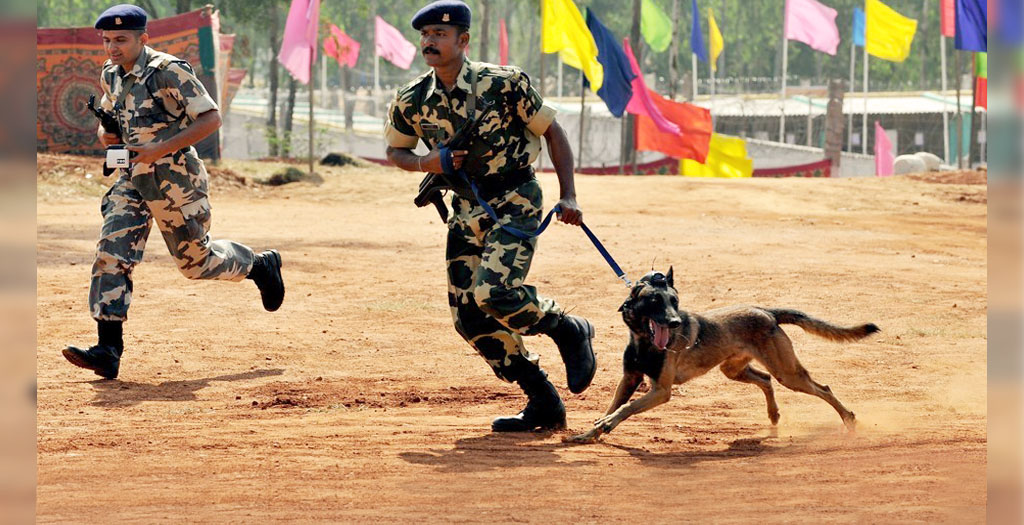 belgian shepherd