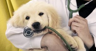 free clinic for pets