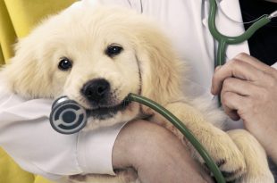 free clinic for pets
