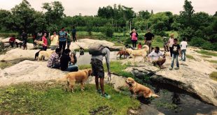 Rain or Shine Party With Dogs