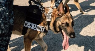 Indian Sniffer Dogs