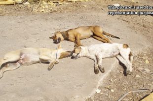 3 stray dogs shot dead