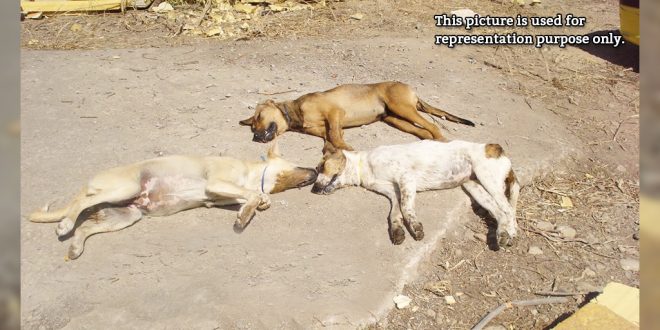 3 stray dogs shot dead