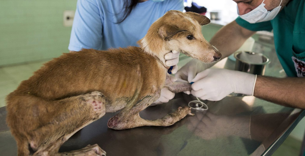 Mobile Vet Clinics
