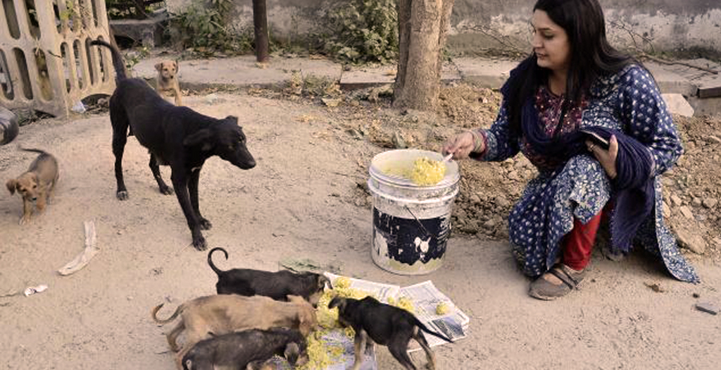 Not To Feed Stray Dogs DogExpress