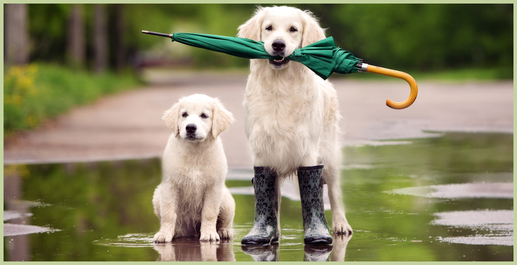 Pet Dog Healthy