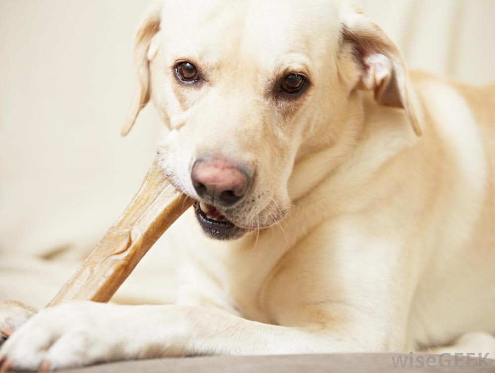 Prevent Bloat In Dogs DogExpress