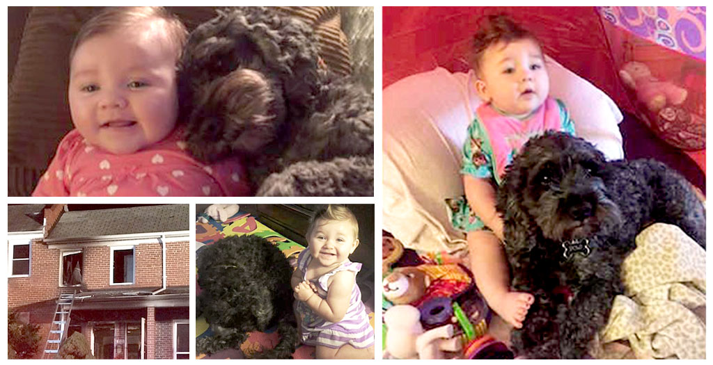 Dog Saves Baby