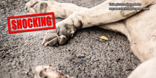 3 stray dogs poisoned