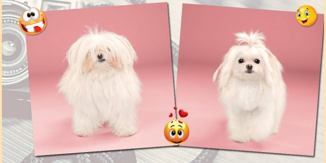 dogs with funny hairstyles