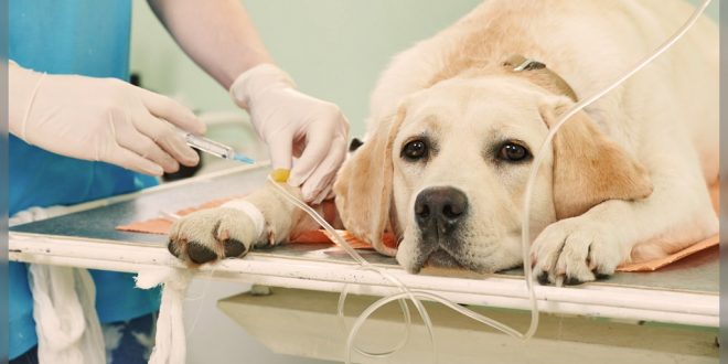 Kidney failure in pet dogs