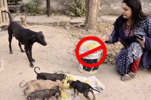 Not To Feed Stray Dogs