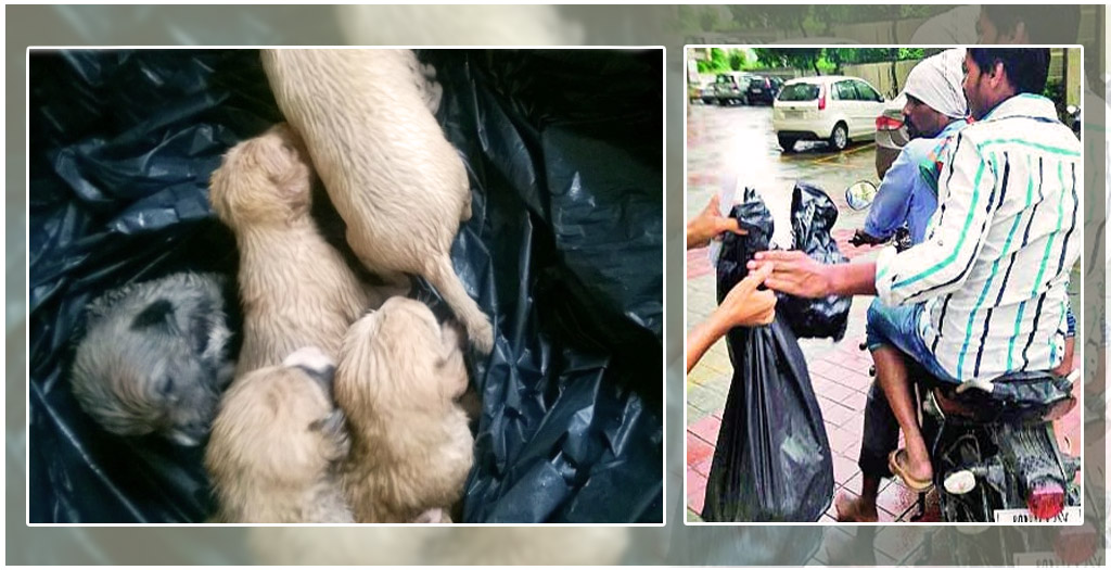 New born puppies