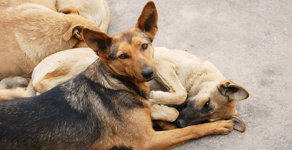 Dog Population