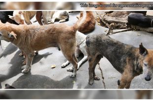 40 Stray dogs poisoned