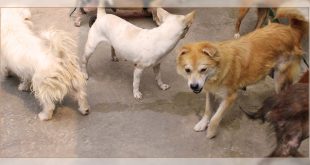 Dogs in Kerala