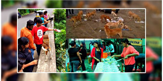 Girl Feeds 1,200 Stray Dogs